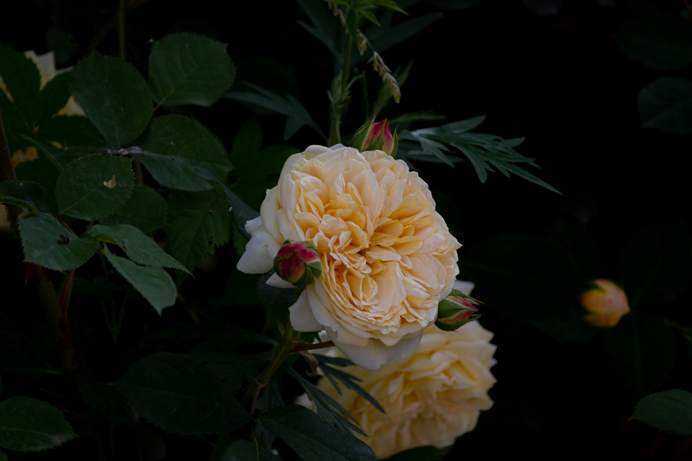 和王丹去洛峪-13