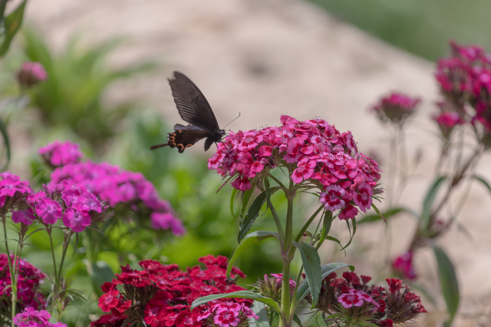 和王丹去洛峪-25