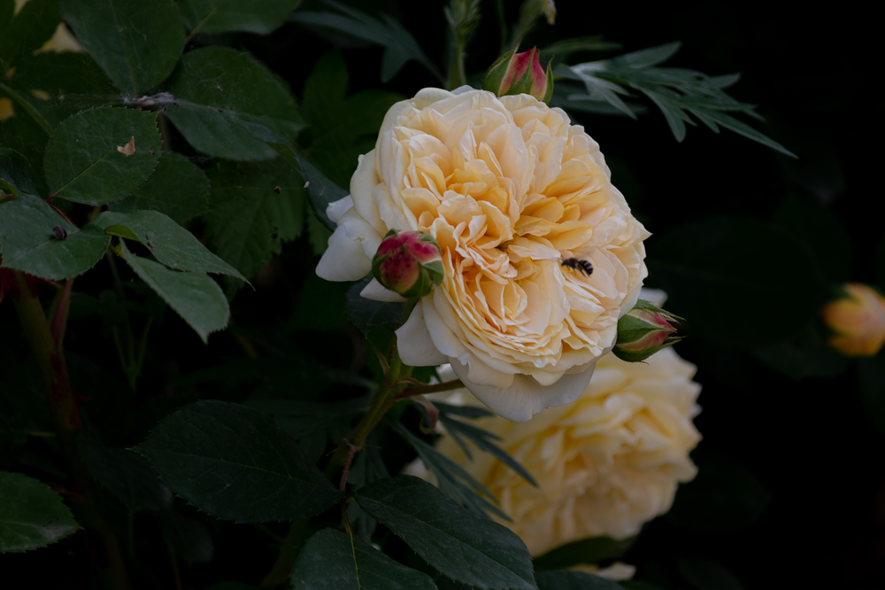 和王丹去洛峪-14