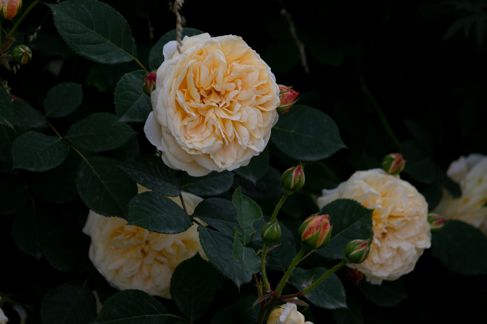 和王丹去洛峪-17