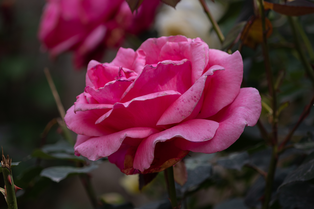 和王丹去洛峪-23